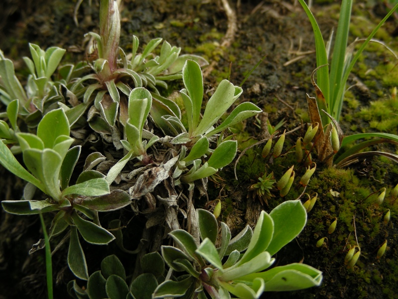 Antennaria dioica